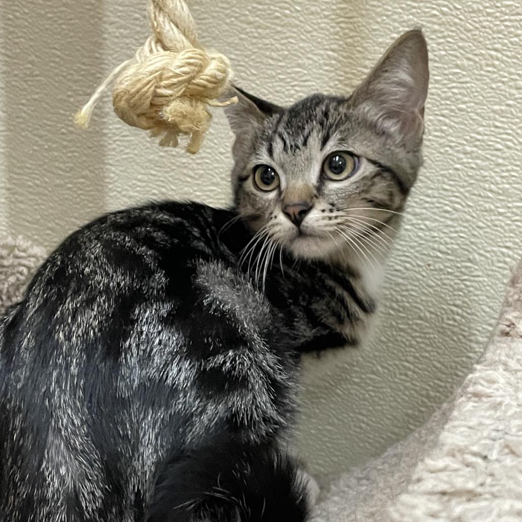 CHEVRON, Adoptable, Young Male Domestic Short Hair.