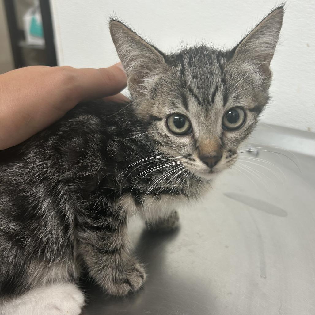 Enlarge CHEVRON, a Adoptable Domestic Short Hair in Point Richmond, CA image 2/4