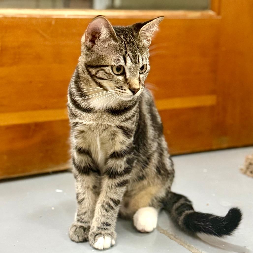 Enlarge CHEVRON, a Adoptable Domestic Short Hair in Point Richmond, CA image 3/4