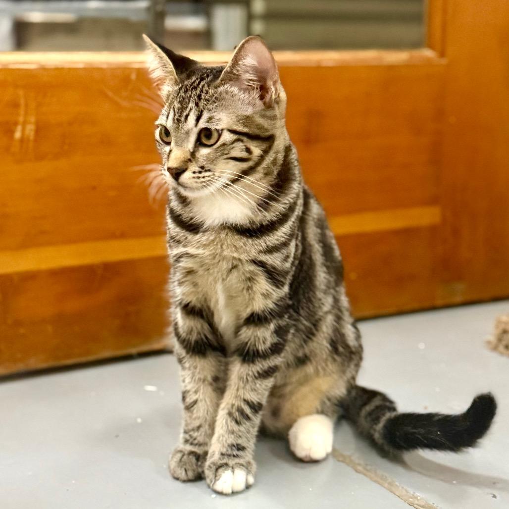 Enlarge CHEVRON, a Adoptable Domestic Short Hair in Point Richmond, CA image 4/4