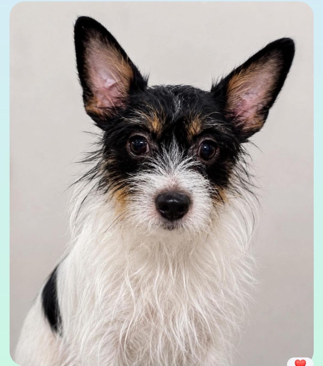 Kitty ( Orlando, Fl), a ADOPTABLE mixed breed in Orlando, FL image 2/2