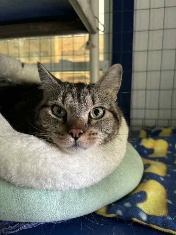 Enlarge BIG Boy, a Adoptable Domestic Short Hair in Dallas, PA image 1/1