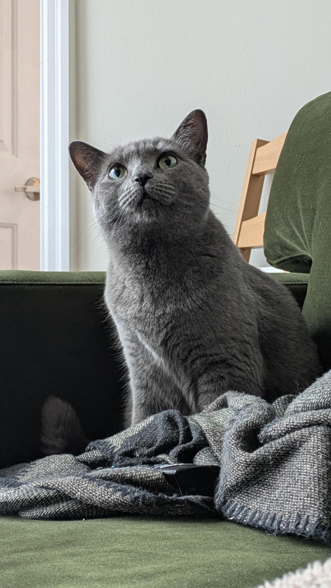 Enlarge Mama Shadow, a ADOPTABLE Domestic Short Hair in Toronto, ON image 1/6