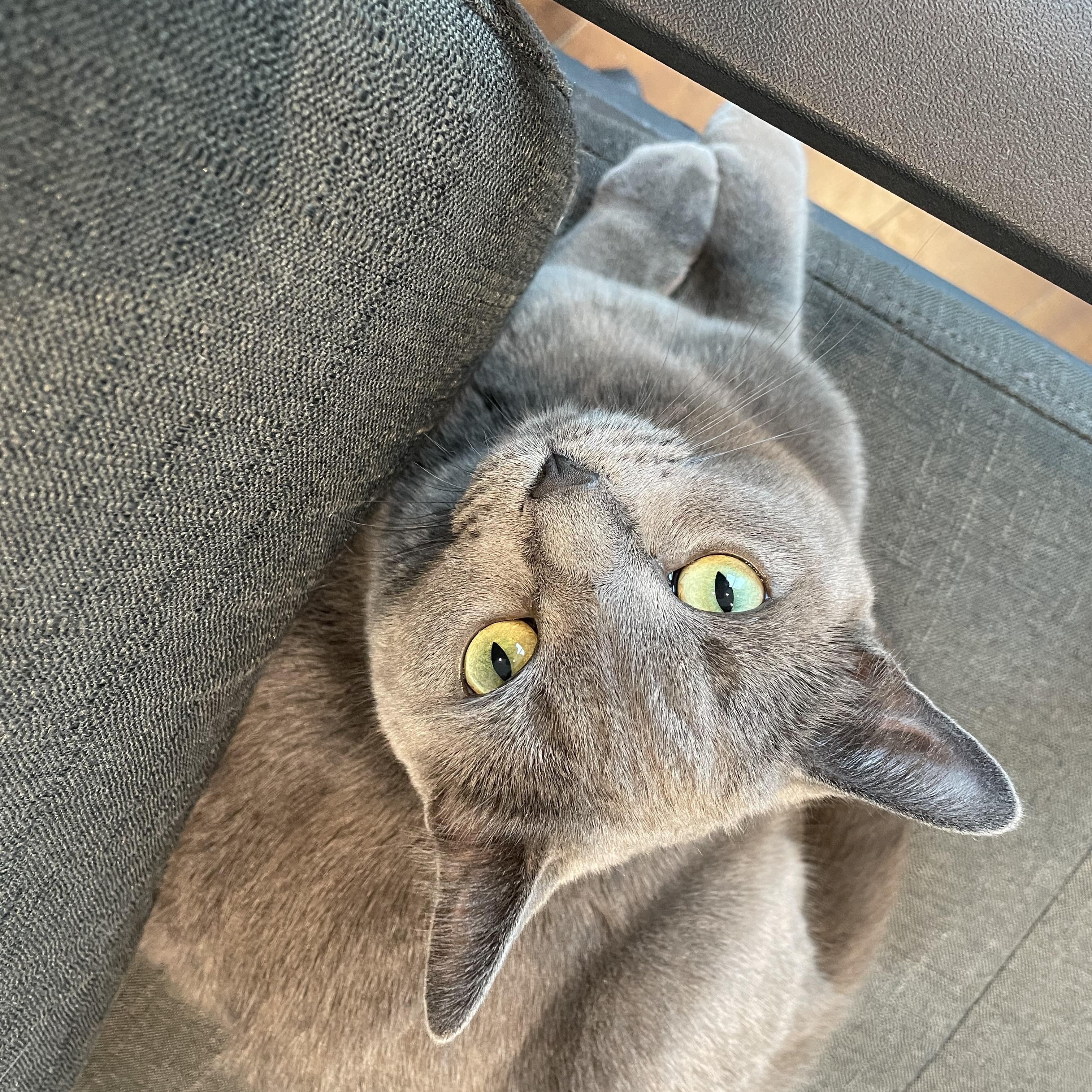 Enlarge Mama Shadow, a ADOPTABLE Domestic Short Hair in Toronto, ON image 6/6