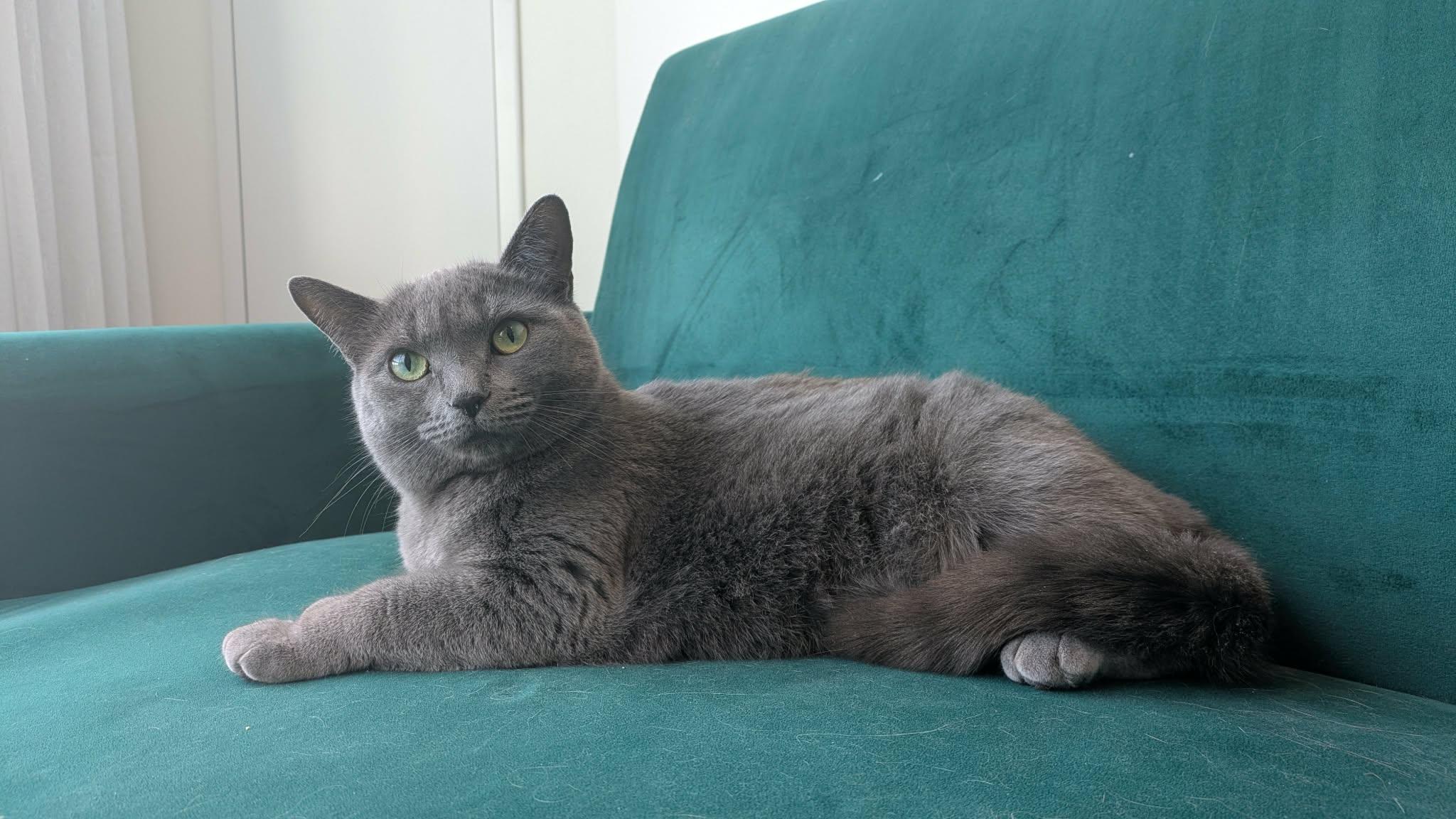 Enlarge Mama Shadow, a ADOPTABLE Domestic Short Hair in Toronto, ON image 5/6