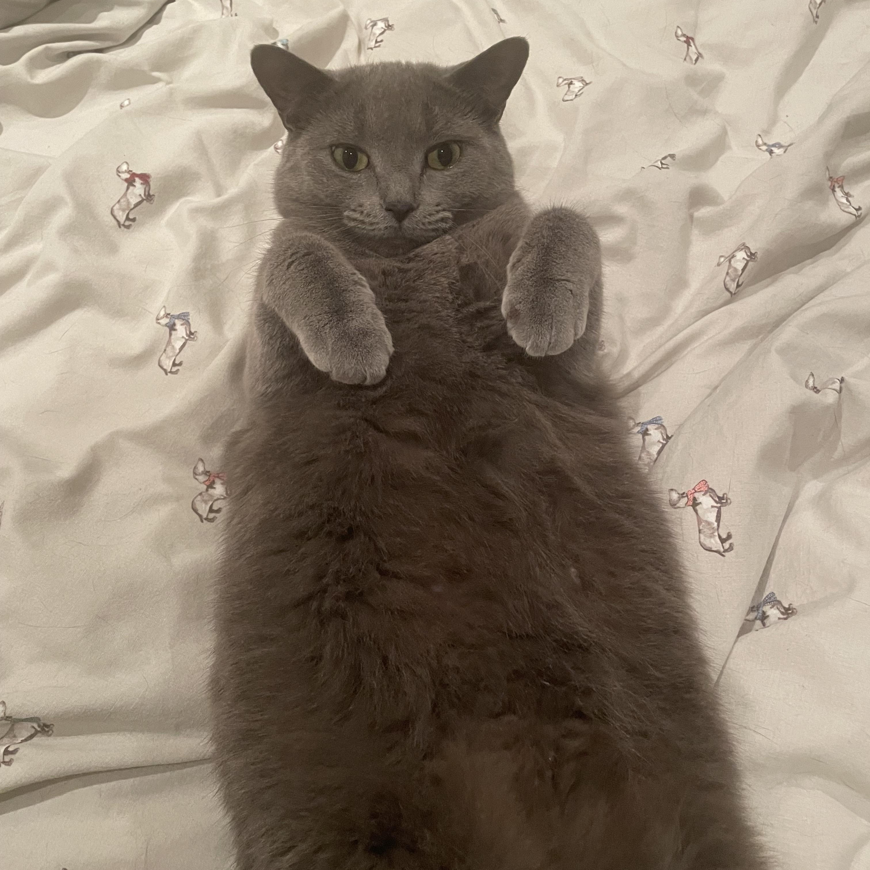 Enlarge Mama Shadow, a ADOPTABLE Domestic Short Hair in Toronto, ON image 4/6