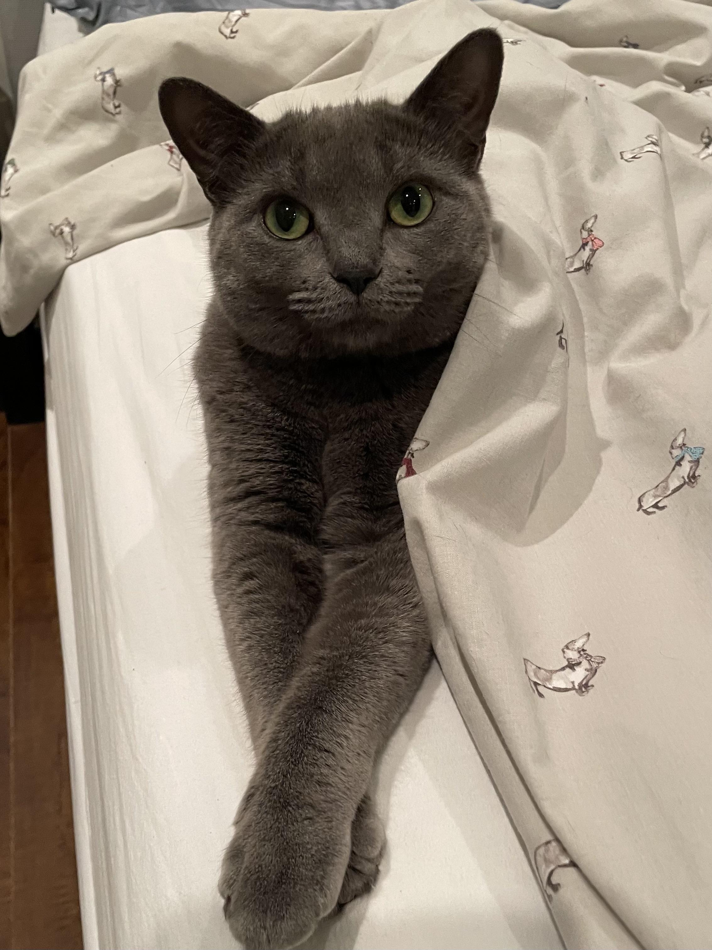 Enlarge Mama Shadow, a ADOPTABLE Domestic Short Hair in Toronto, ON image 2/6