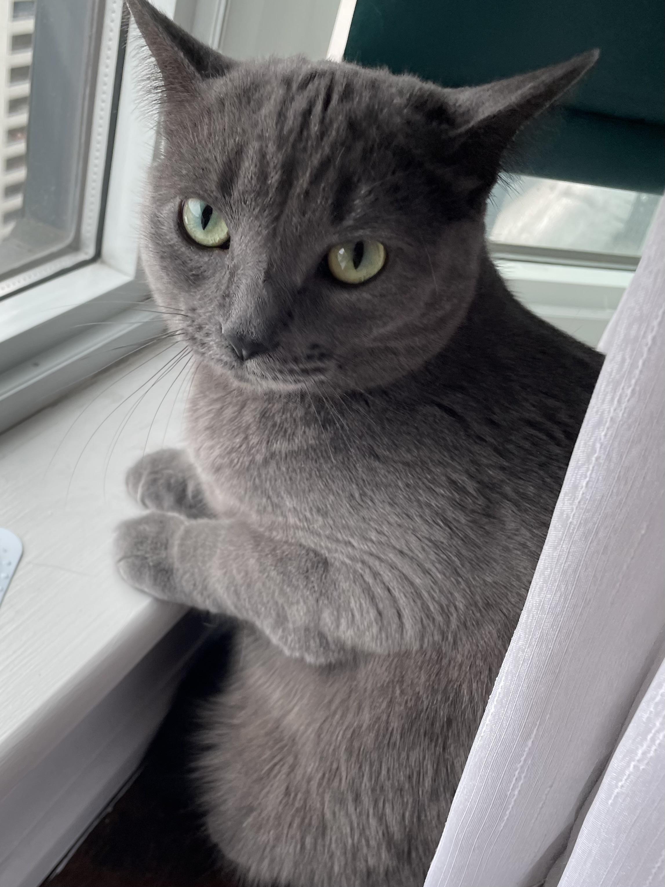 Enlarge Mama Shadow, a ADOPTABLE Domestic Short Hair in Toronto, ON image 3/6