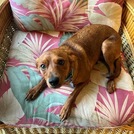 Enlarge Cinnamon, a ADOPTABLE mixed breed in Ocala, FL image 5/6