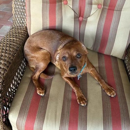 Enlarge Cinnamon, a ADOPTABLE mixed breed in Ocala, FL image 6/6