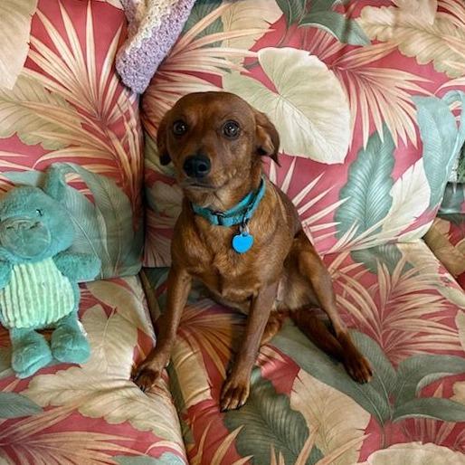 Cinnamon, ADOPTABLE, Young Female Jack Russell Terrier & Dachshund.