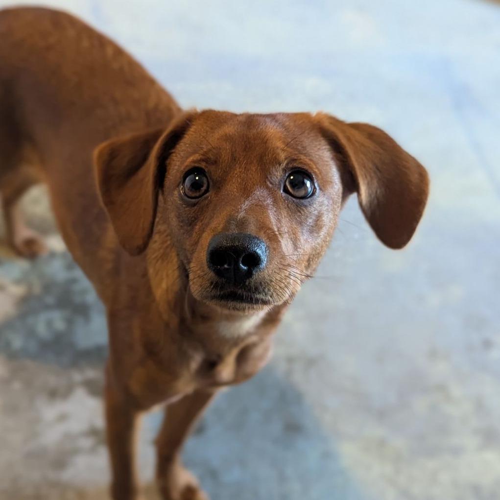 Enlarge Cinnamon, a ADOPTABLE mixed breed in Ocala, FL image 4/6