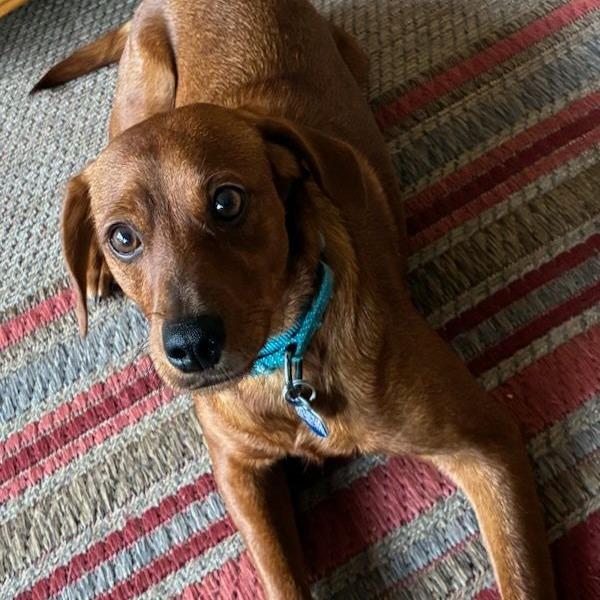 Enlarge Cinnamon, a ADOPTABLE mixed breed in Ocala, FL image 2/6