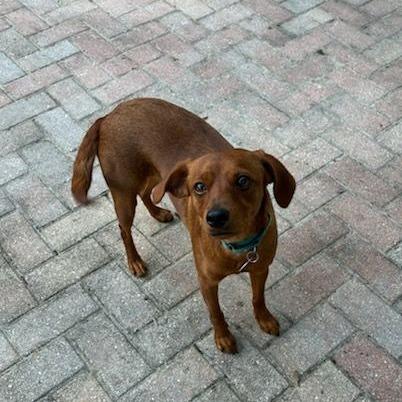 Enlarge Cinnamon, a ADOPTABLE mixed breed in Ocala, FL image 3/6