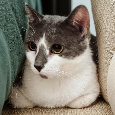 Enlarge Irma, a Adoptable Domestic Short Hair in Minneapolis, MN image 2/2