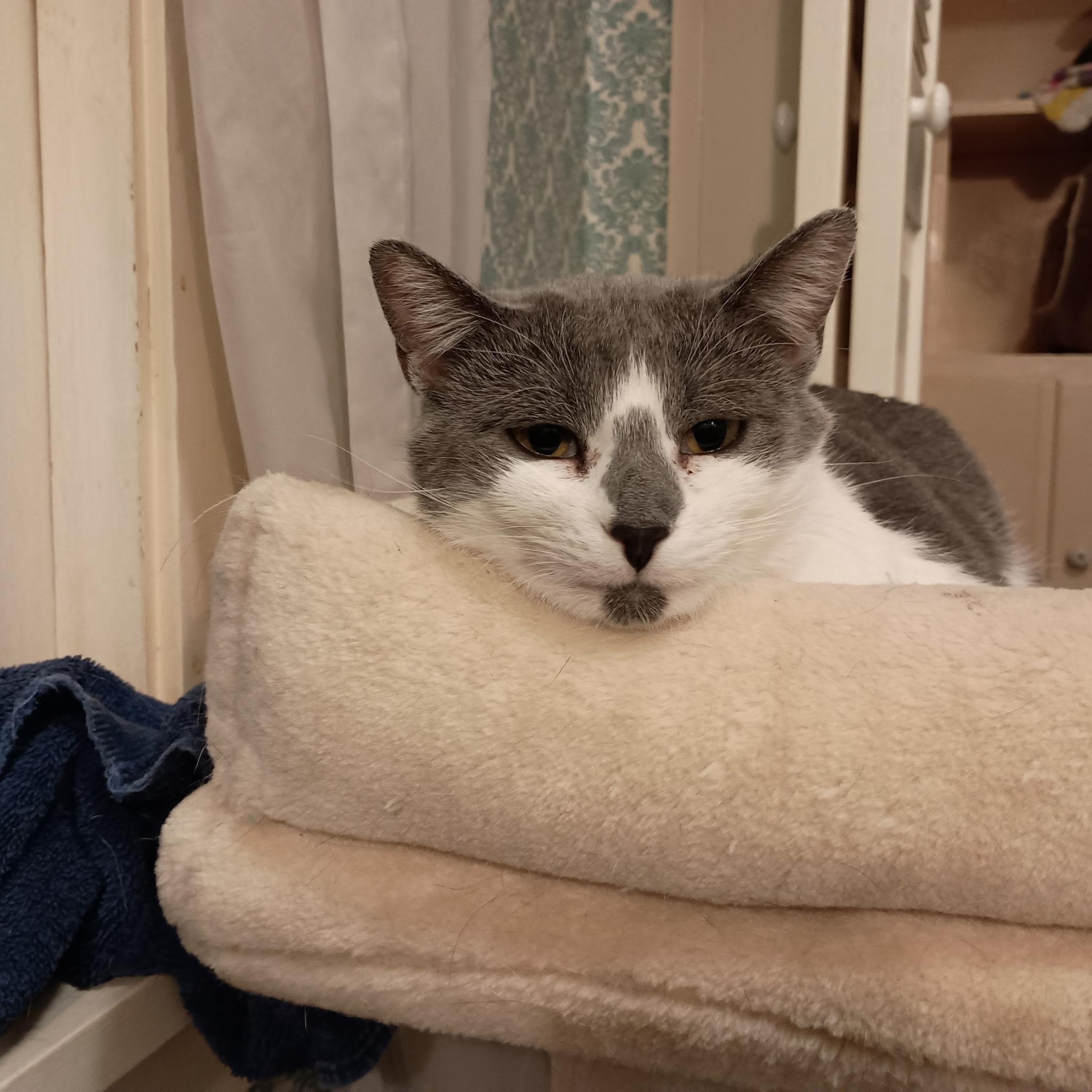 Irma, a Adoptable Domestic Short Hair in Minneapolis, MN image 3/4