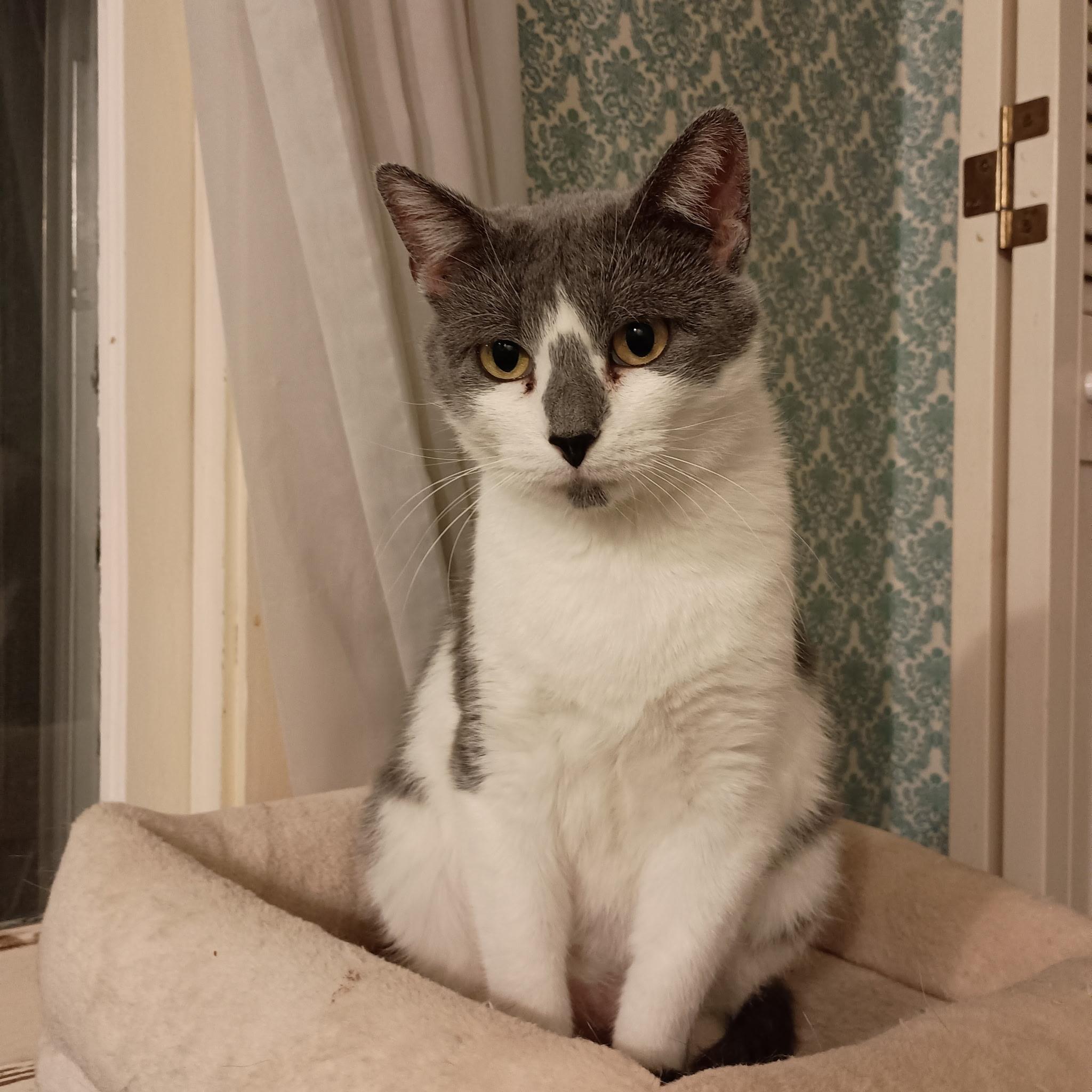 Irma, a Adoptable Domestic Short Hair in Minneapolis, MN image 1/4