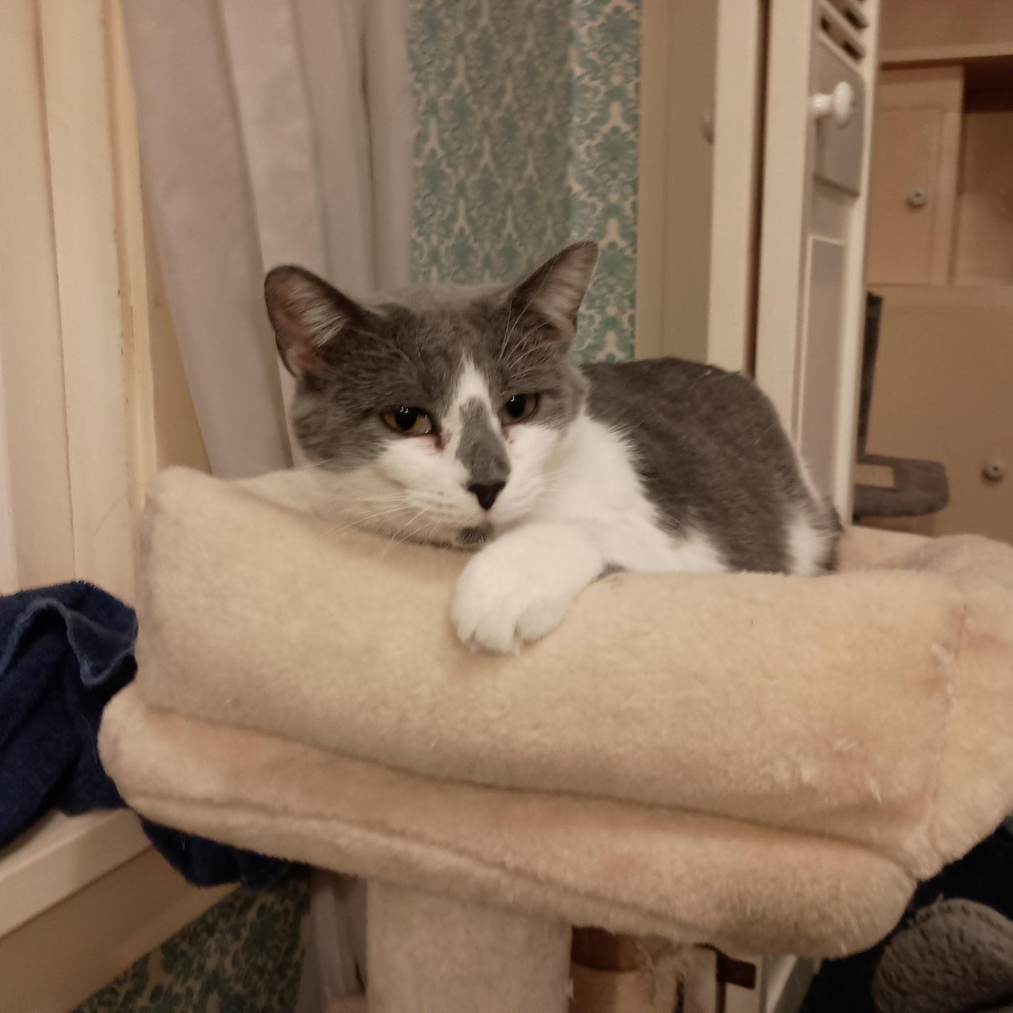 Irma, a Adoptable Domestic Short Hair in Minneapolis, MN image 4/4