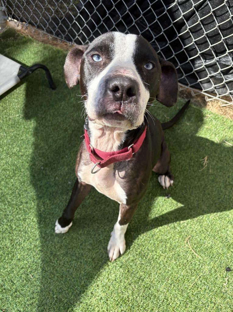 Enlarge Ash, a Adoptable Pit Bull Terrier in New Kensington, PA image 1/6
