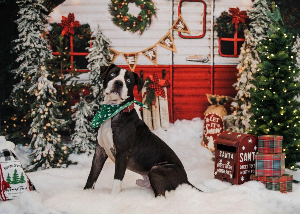 Enlarge Ash, a Adoptable Pit Bull Terrier in New Kensington, PA image 2/6