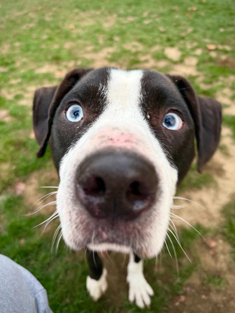 Enlarge Ash, a Adoptable Pit Bull Terrier in New Kensington, PA image 4/6