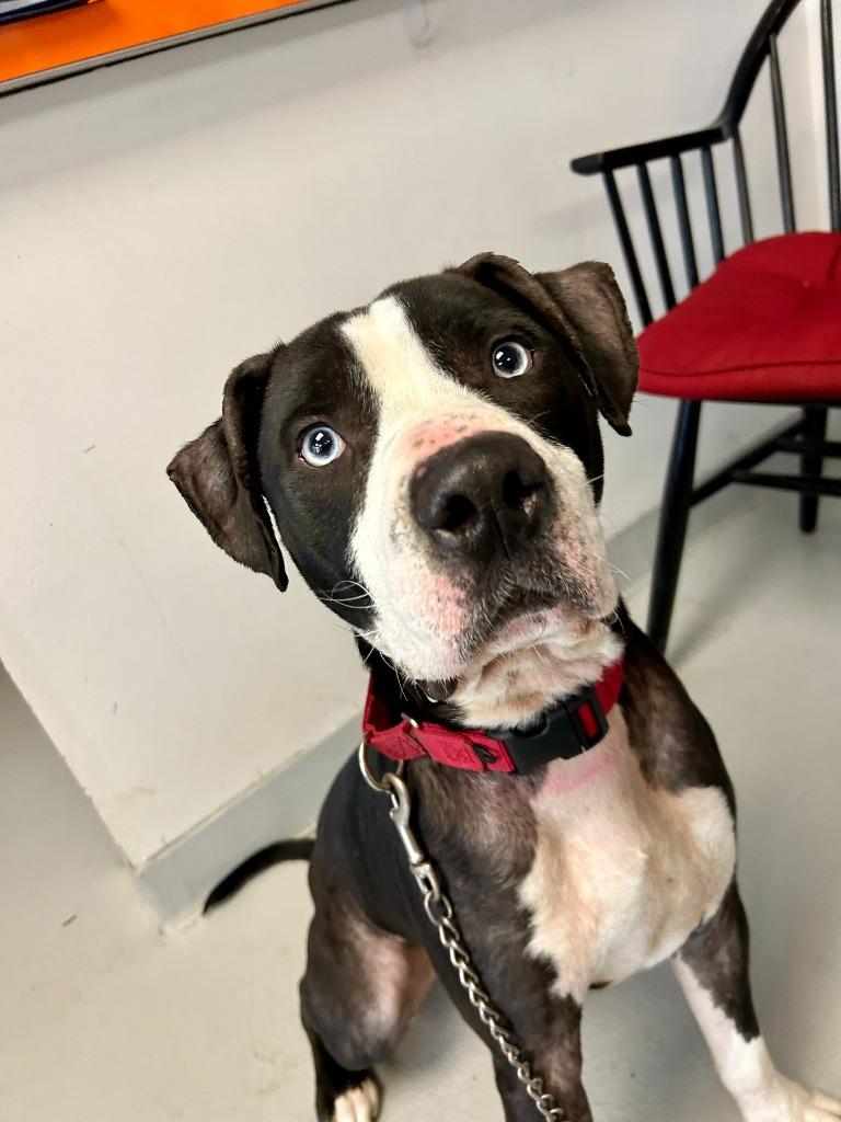 Enlarge Ash, a Adoptable Pit Bull Terrier in New Kensington, PA image 5/6