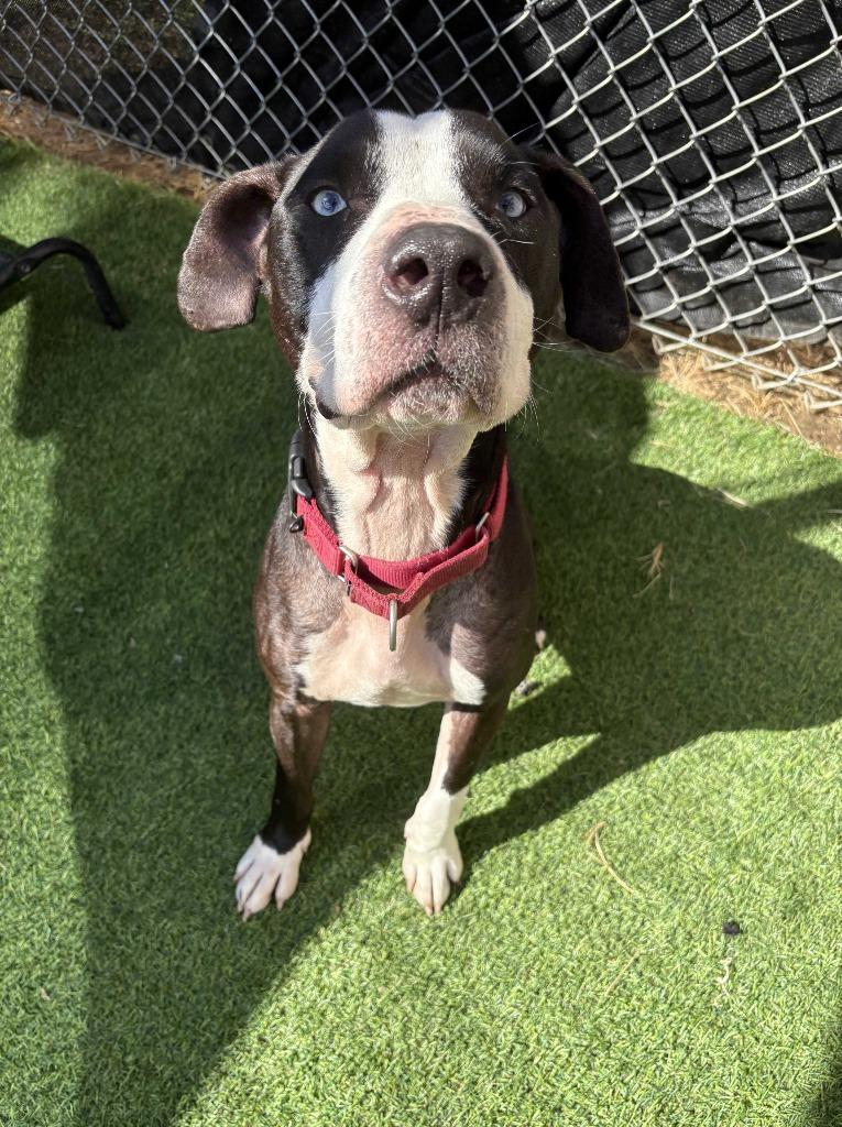Enlarge Ash, a Adoptable Pit Bull Terrier in New Kensington, PA image 6/6
