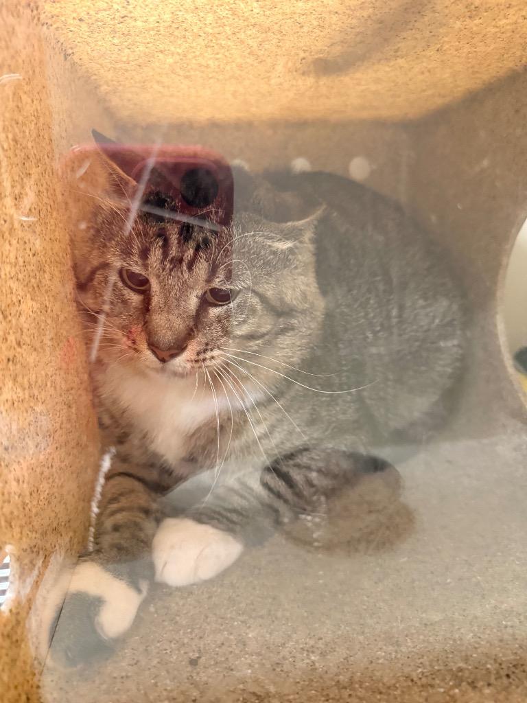 Working Cat: Cheeky Traveler, Adoptable, Adult Male Domestic Short Hair.