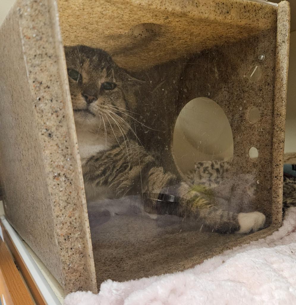 Enlarge Working Cat: Cheeky Traveler, a Adoptable mixed breed in Bloomington, IN image 2/2