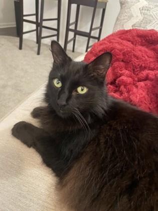 Solstice IN FOSTER, Adoptable, Young Male Domestic Short Hair & Domestic Short Hair.