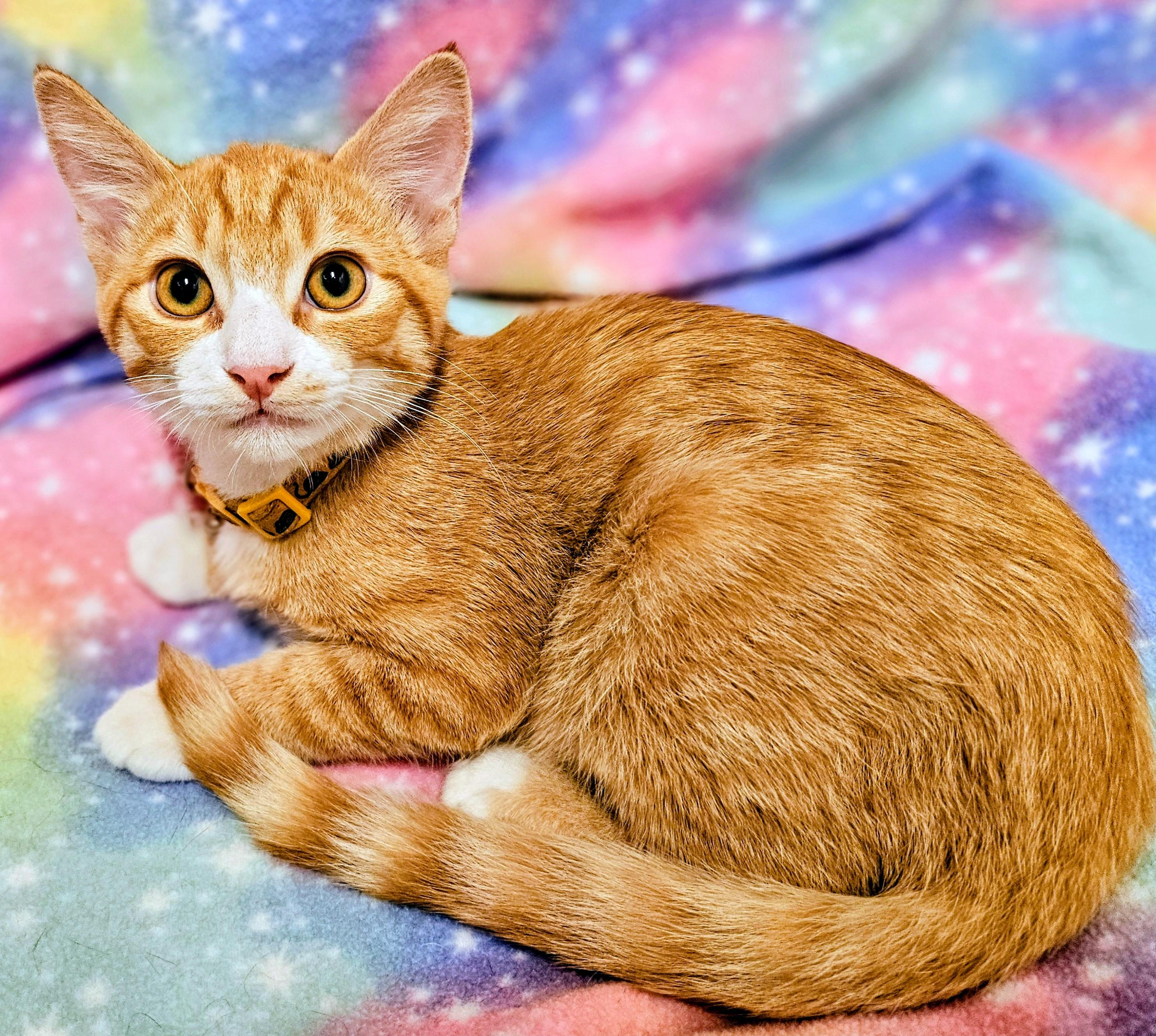 Cooper - Rancho Cucamonga PetSmart, Adoptable, Kitten Male Domestic Short Hair.