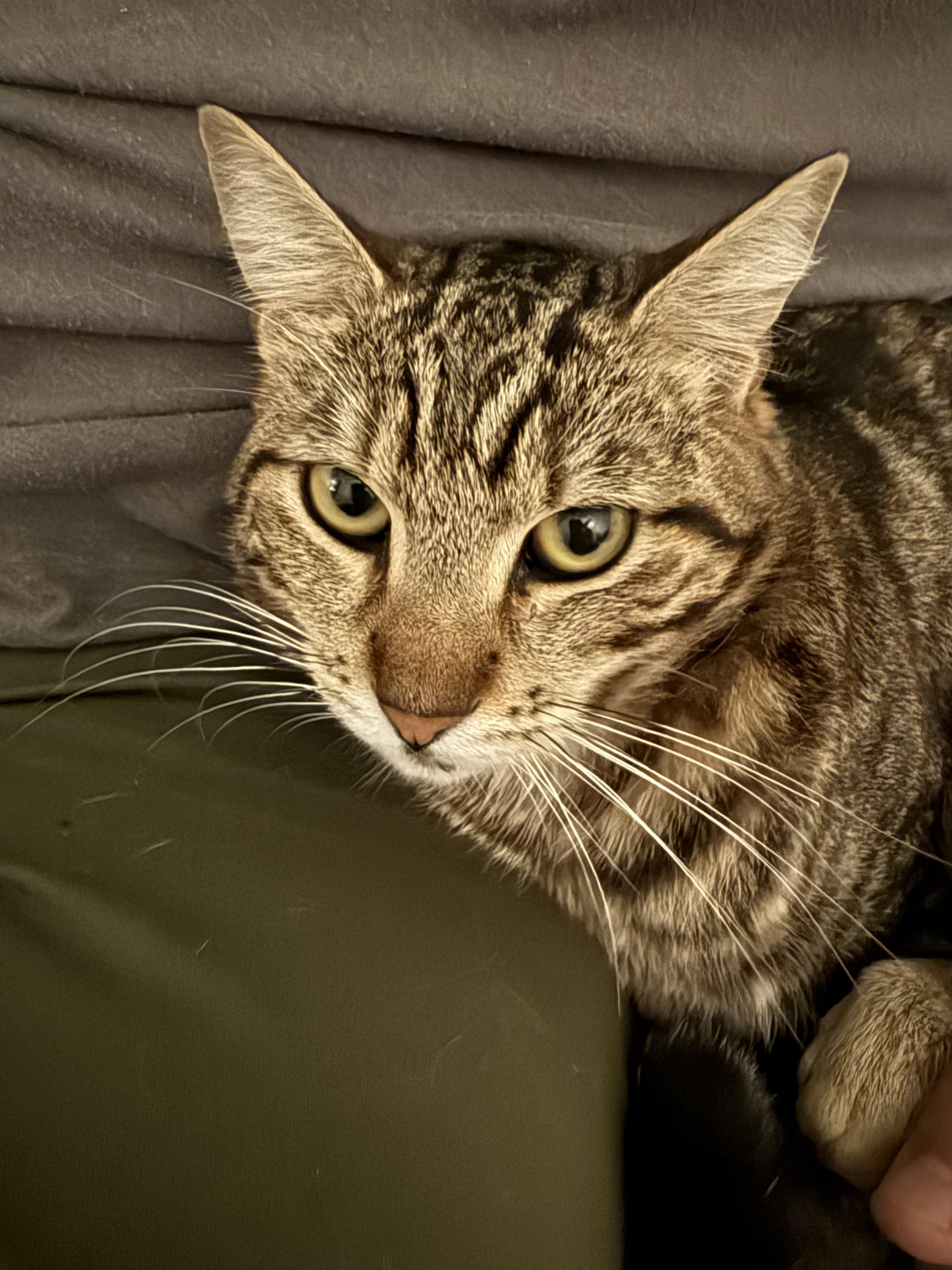 Enlarge Geo , a ADOPTABLE American Shorthair in Los Angeles, CA image 1/1