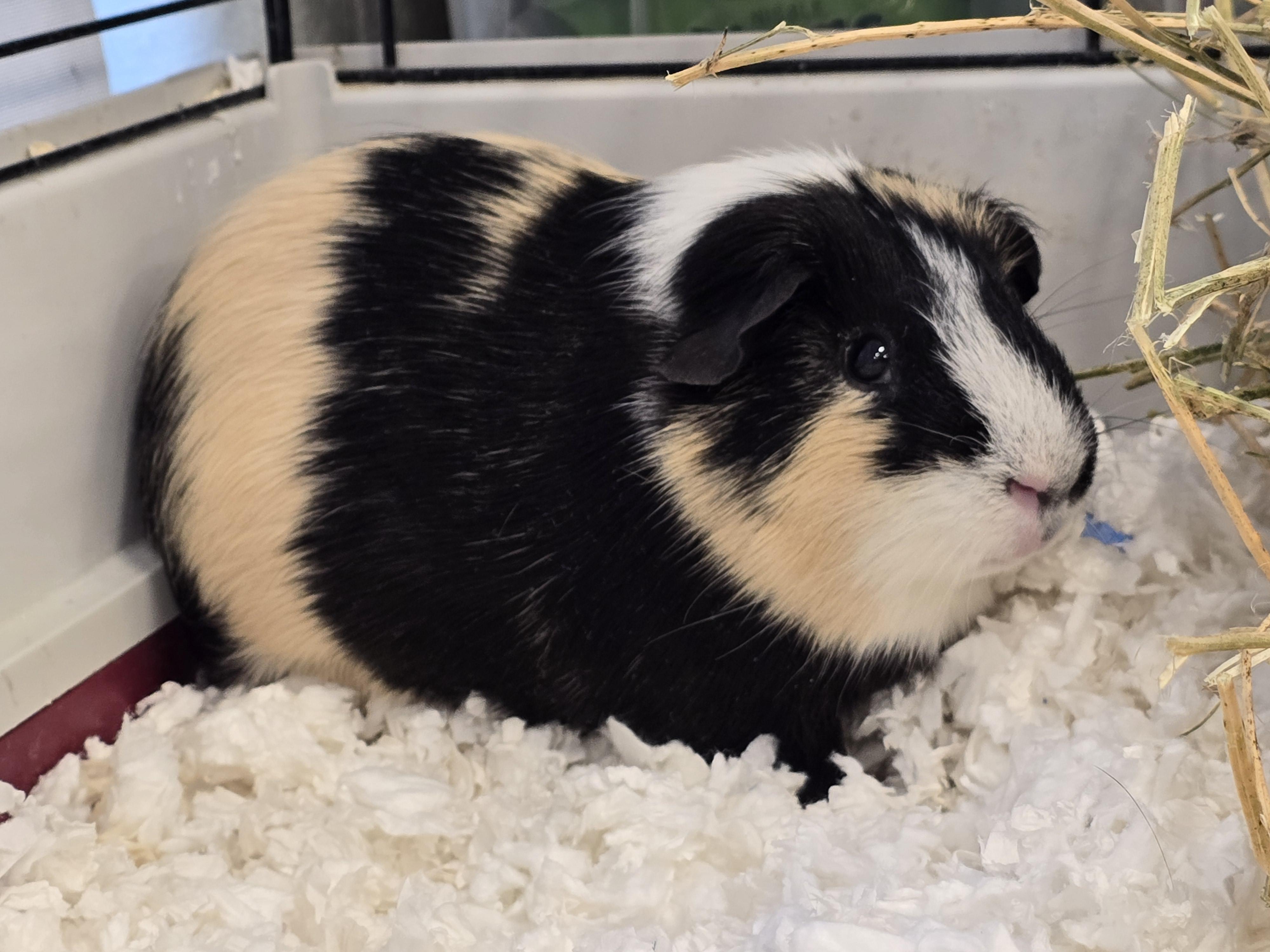 Enlarge -155 Charlie, an adopted Guinea Pig in Amityville, NY image 2/3