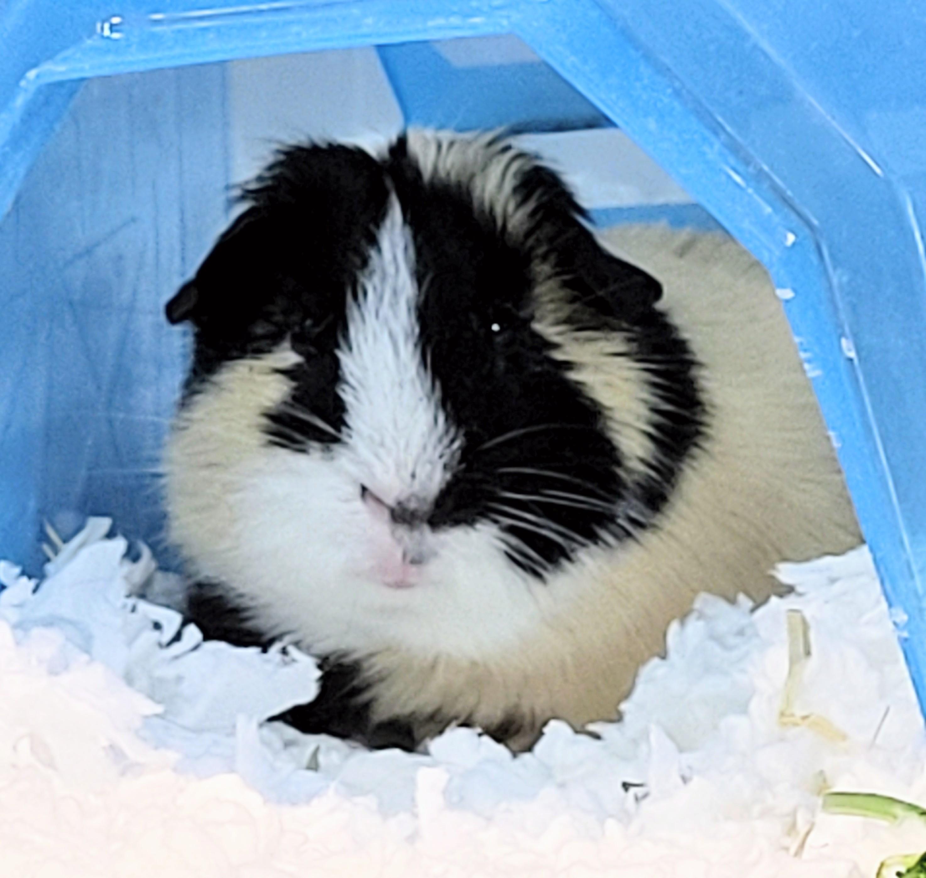 Enlarge -155 Charlie, an adopted Guinea Pig in Amityville, NY image 3/3