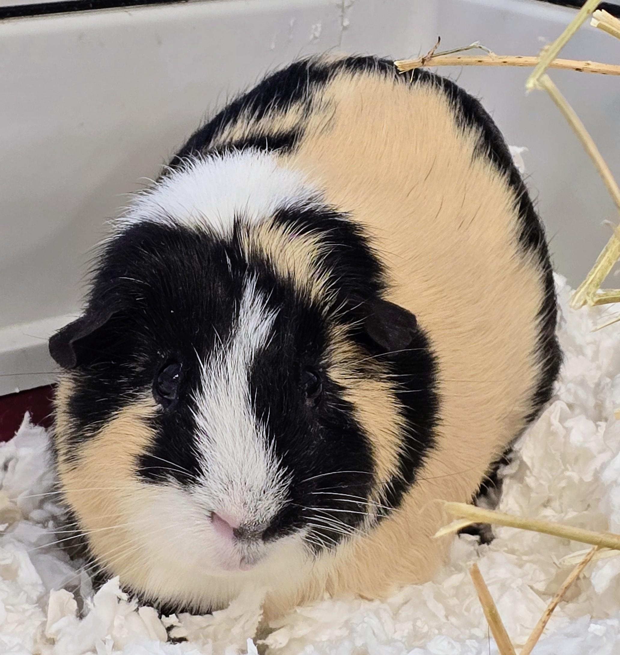 Enlarge -155 Charlie, an adopted Guinea Pig in Amityville, NY image 1/3