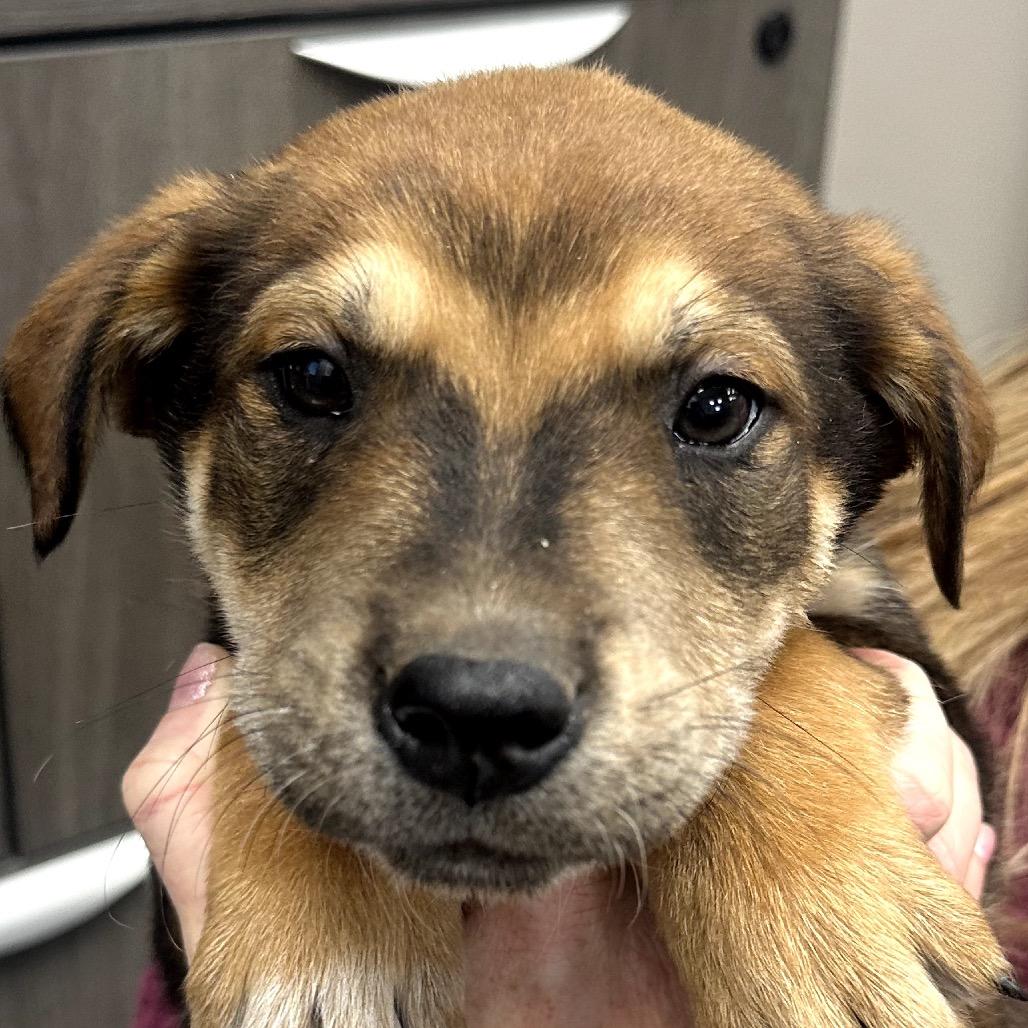 Enlarge Hank, a Adoptable mixed breed in Midland, TX image 1/1