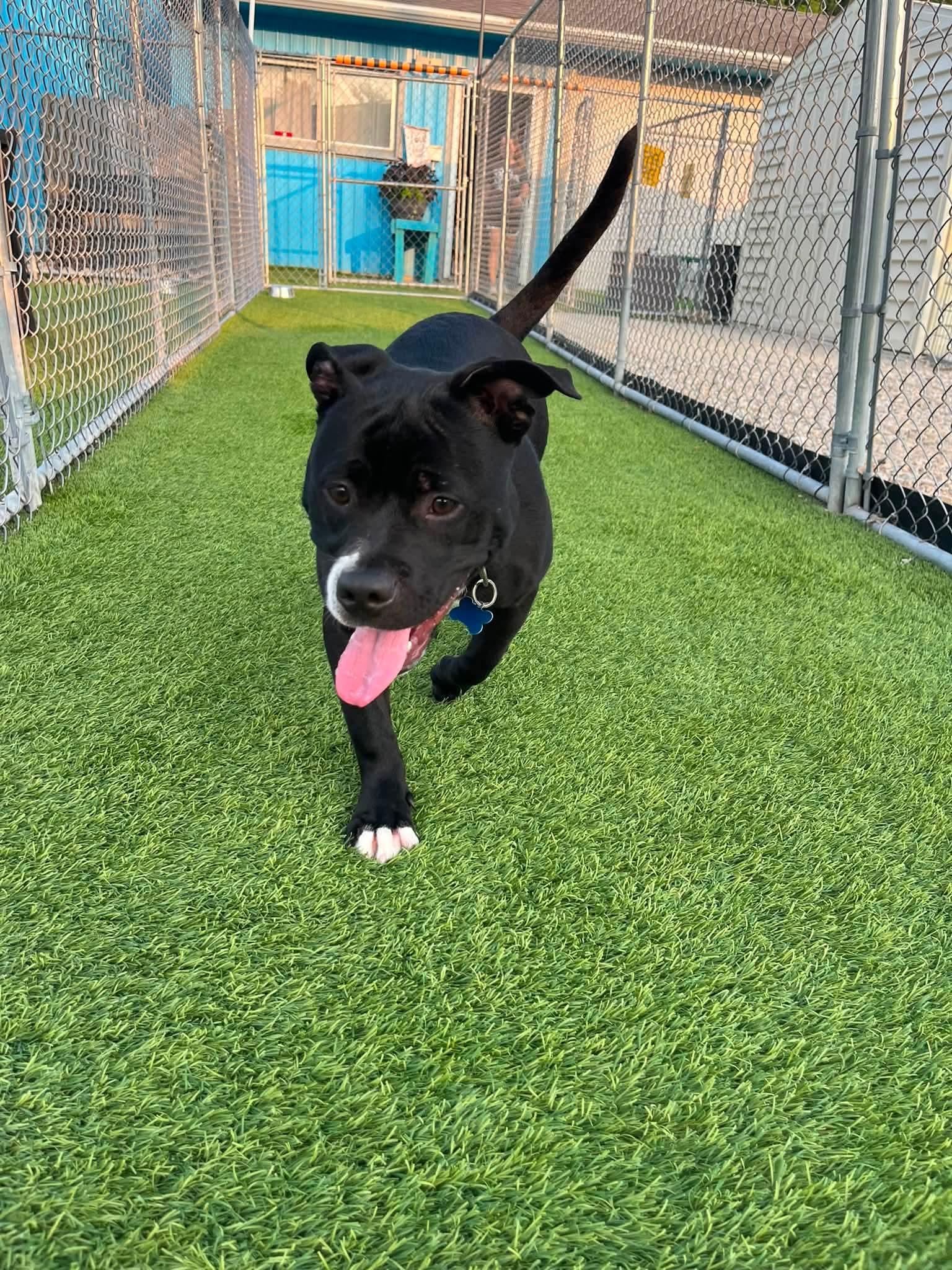Tank, a Adoptable mixed breed in Cedar Rapids, IA image 4/5