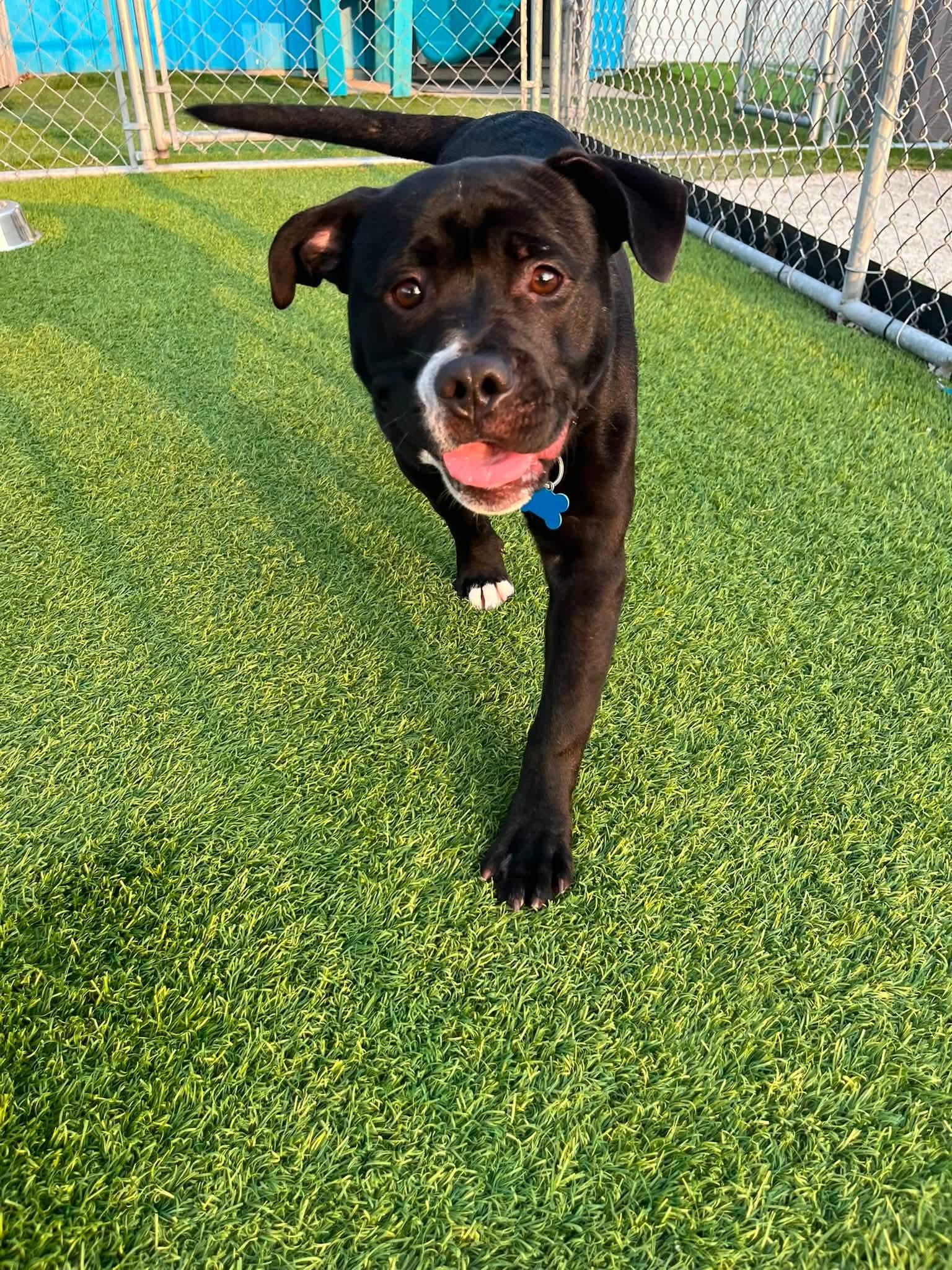 Tank, Adoptable, Young Male American Staffordshire Terrier & Mixed Breed.