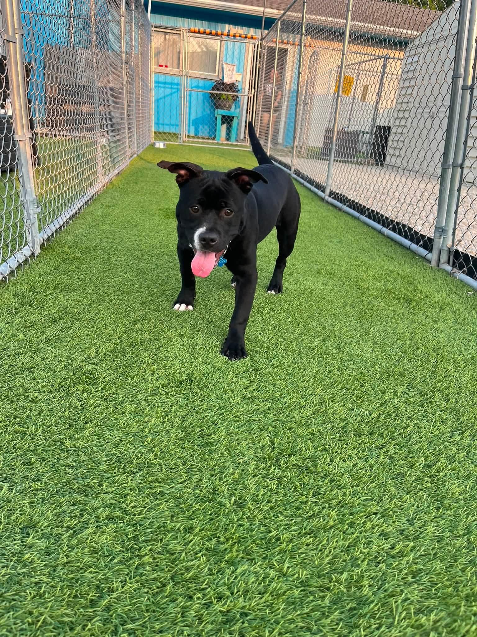 Tank, a Adoptable mixed breed in Cedar Rapids, IA image 5/5