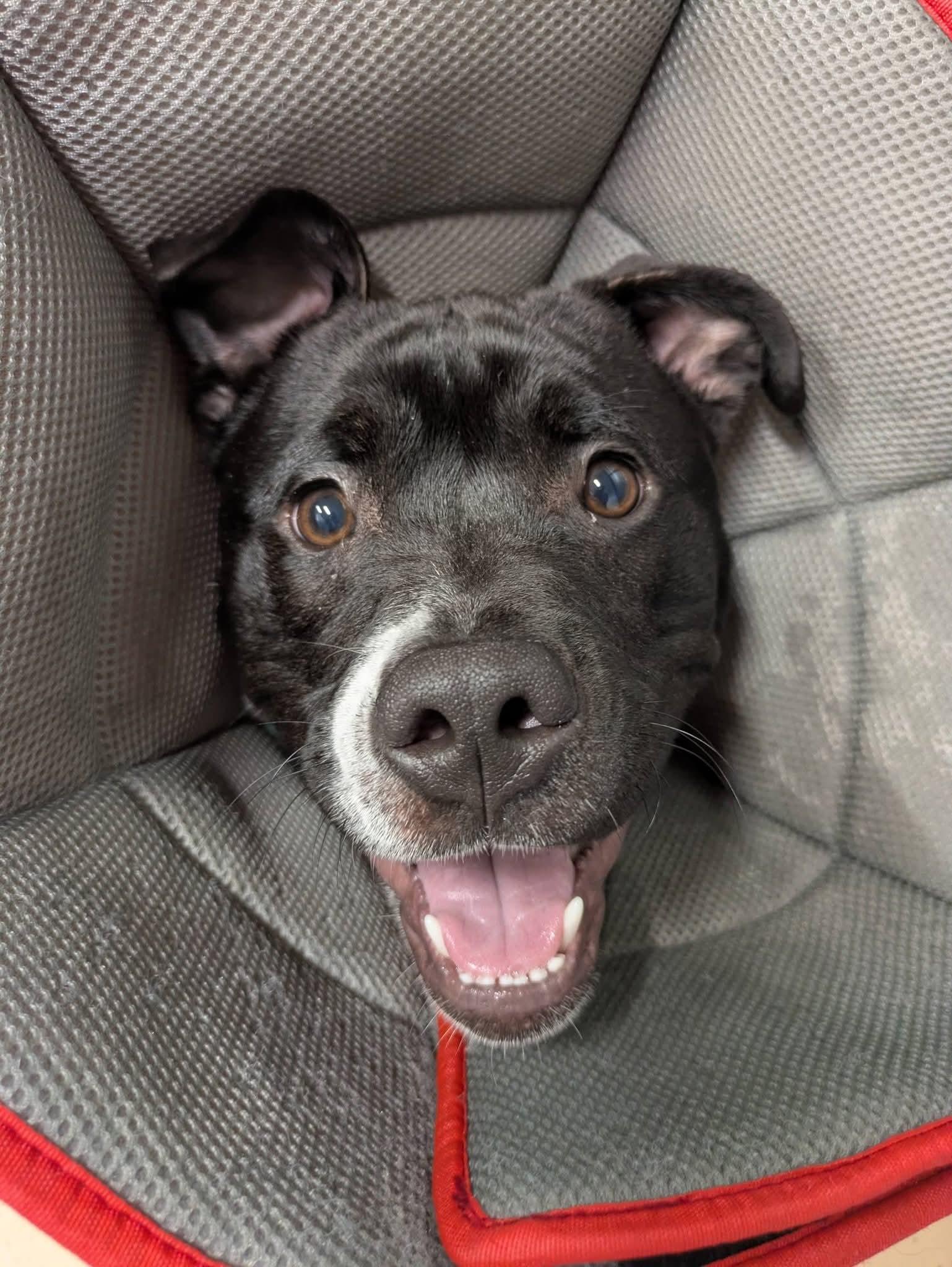 Tank, a Adoptable mixed breed in Cedar Rapids, IA image 2/5