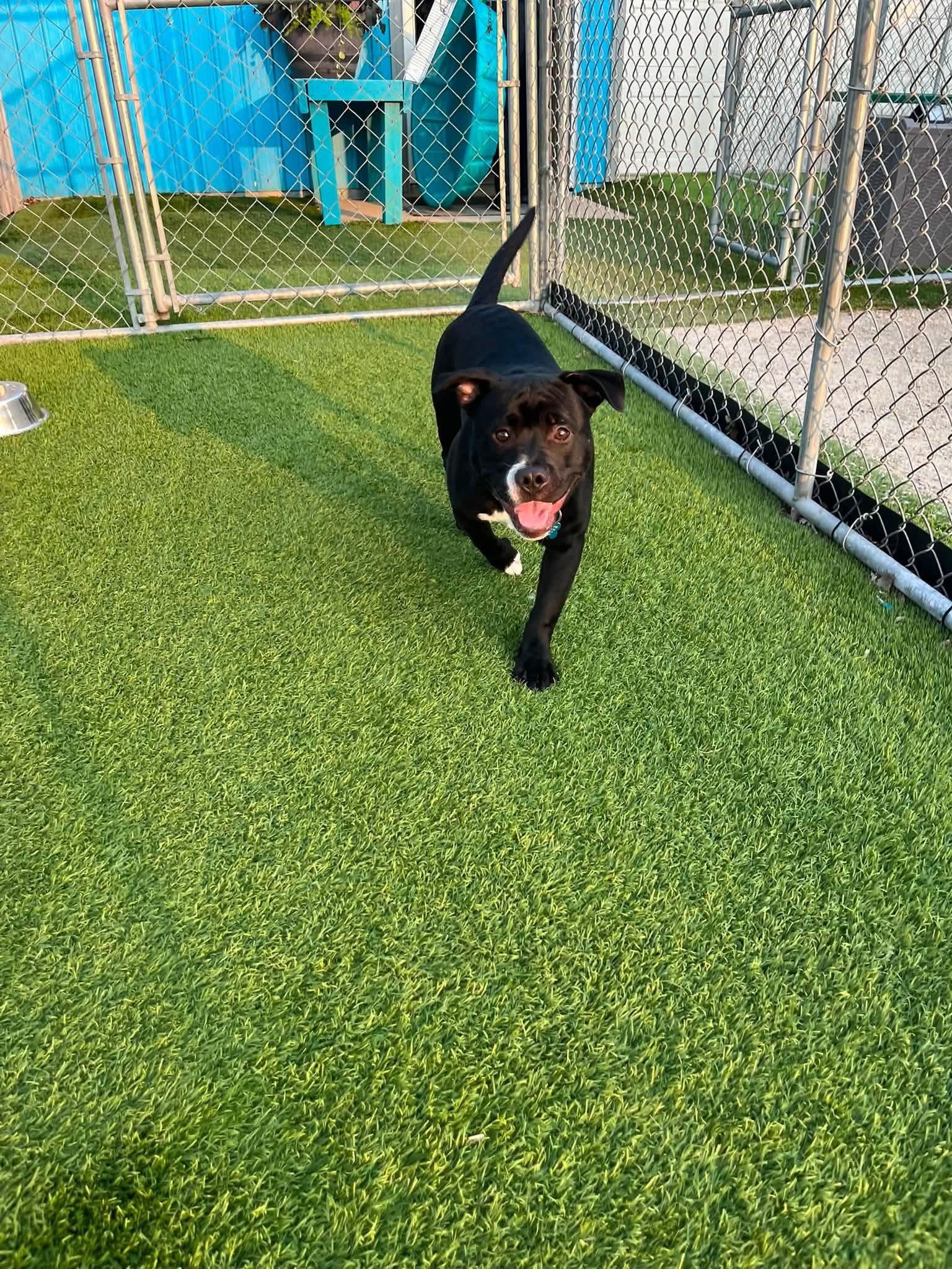 Tank, a Adoptable mixed breed in Cedar Rapids, IA image 3/5