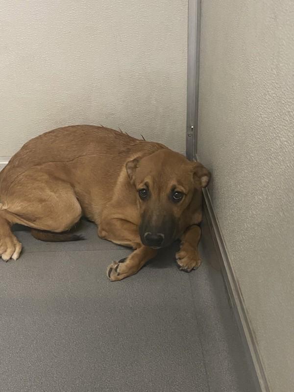 Enlarge Hunter, a Adoptable mixed breed in Victorville, CA image 1/1