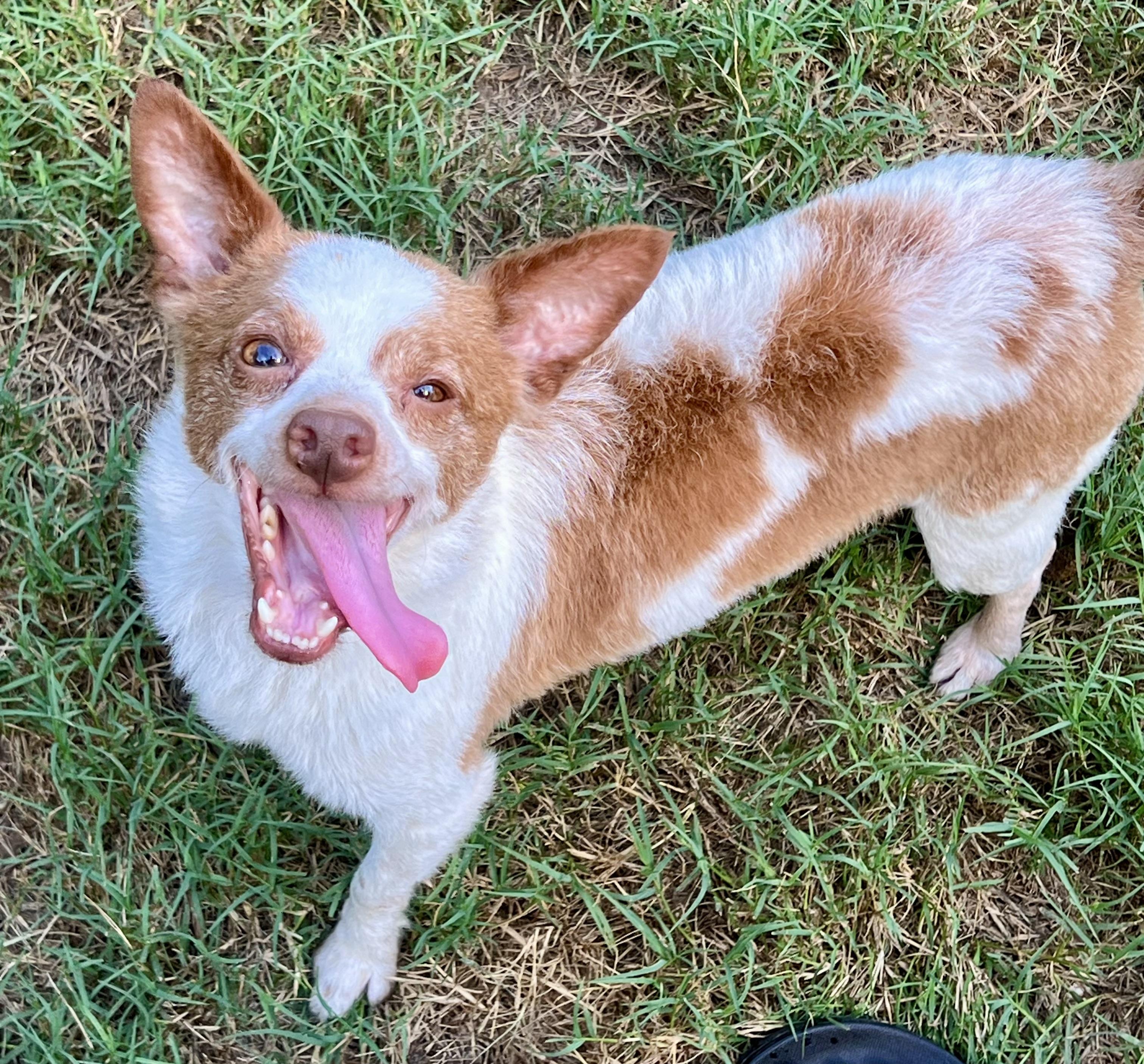 Enlarge Bruce, a Adoptable mixed breed in Mt Pleasant, SC image 1/6