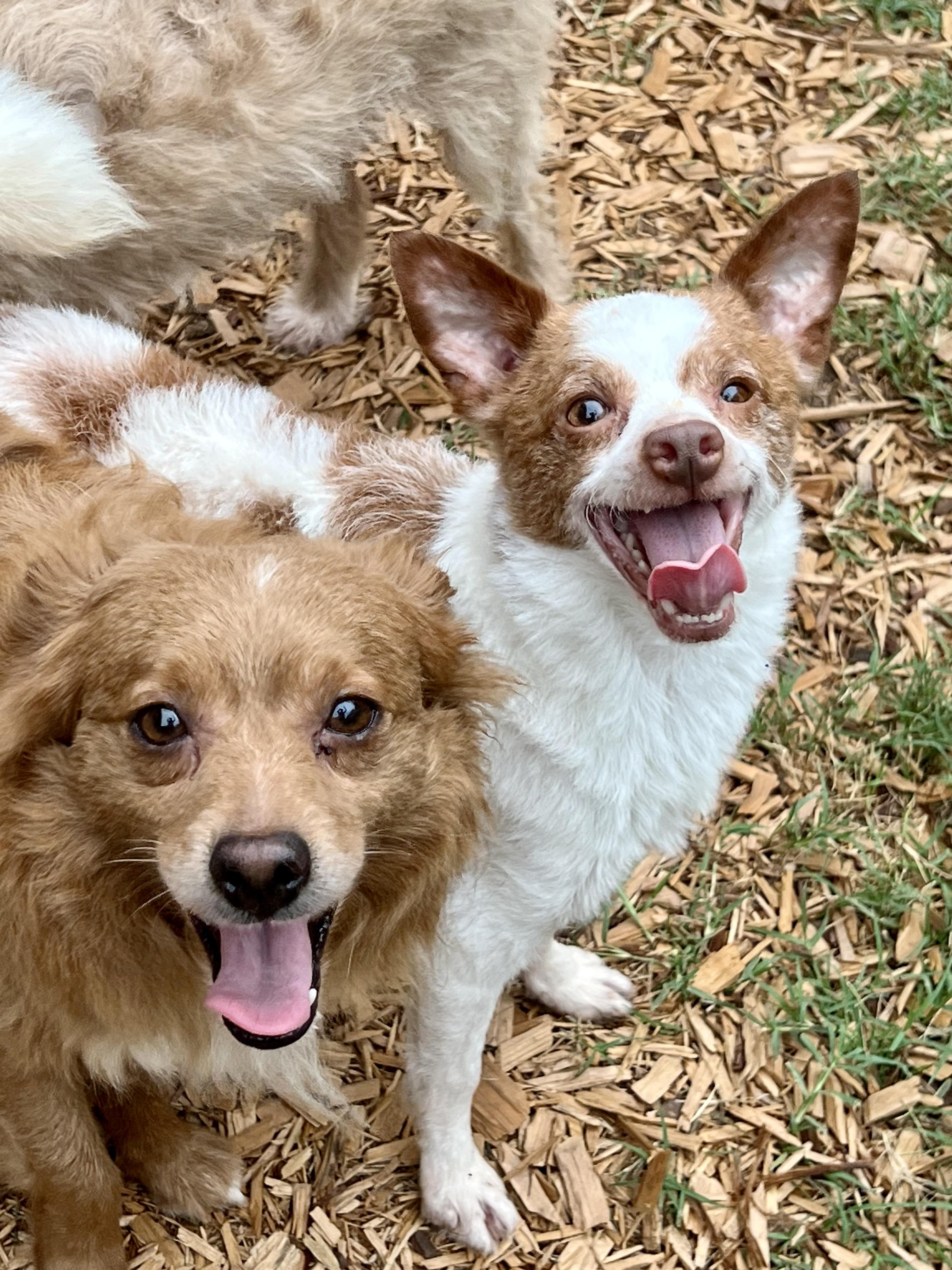Enlarge Bruce, a Adoptable mixed breed in Mt Pleasant, SC image 3/6