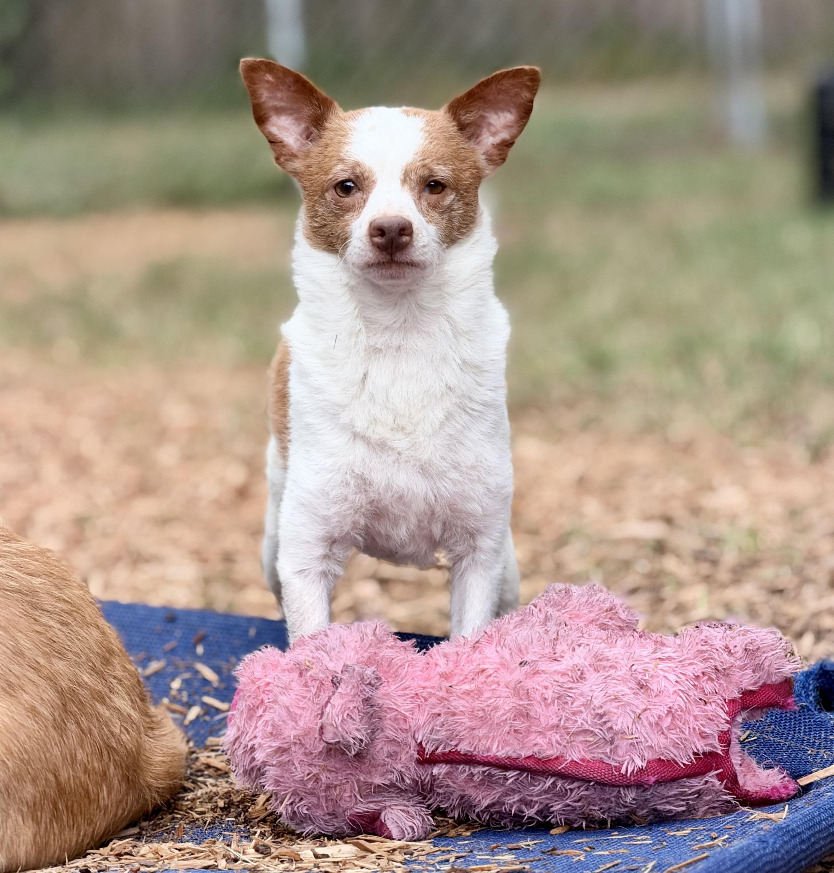 Enlarge Bruce, a Adoptable mixed breed in Mt Pleasant, SC image 2/6