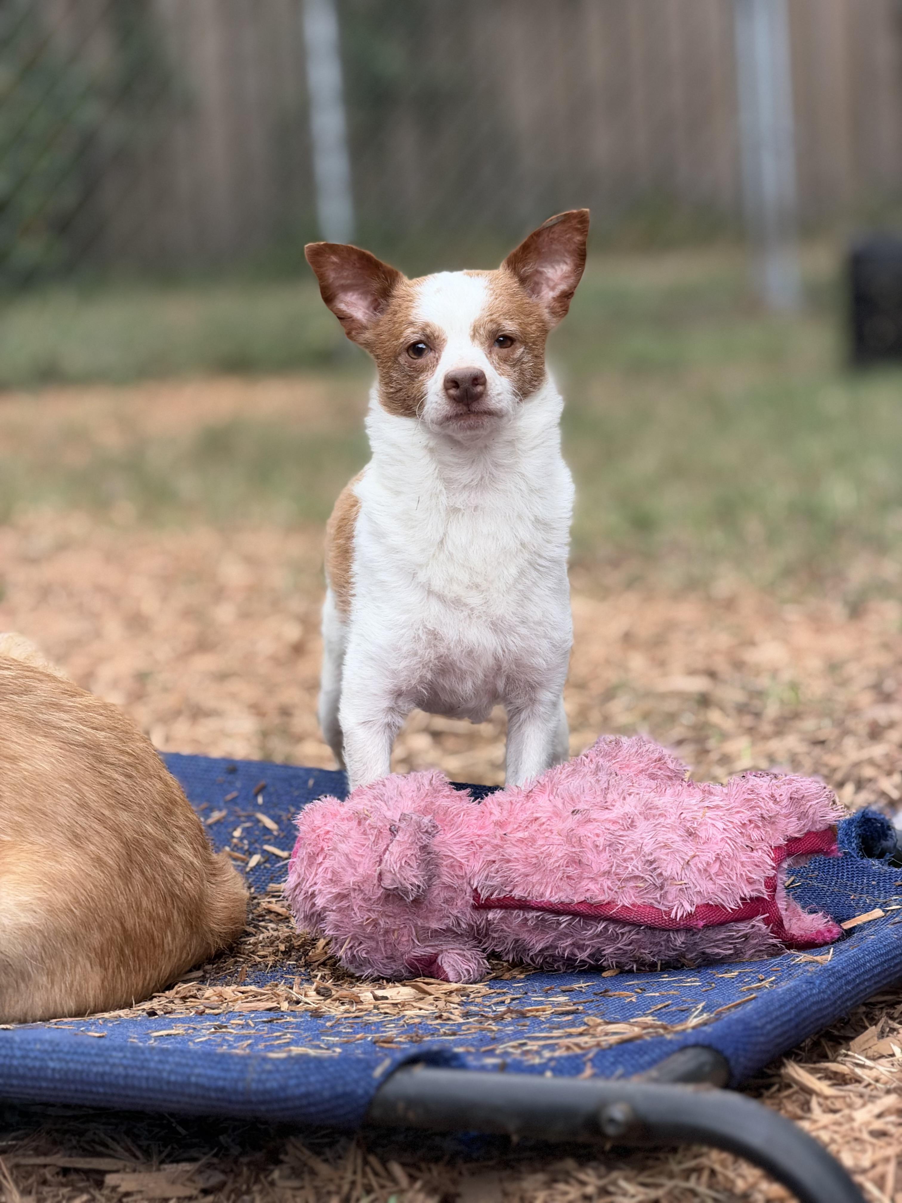 Enlarge Bruce, a Adoptable mixed breed in Mt Pleasant, SC image 6/6