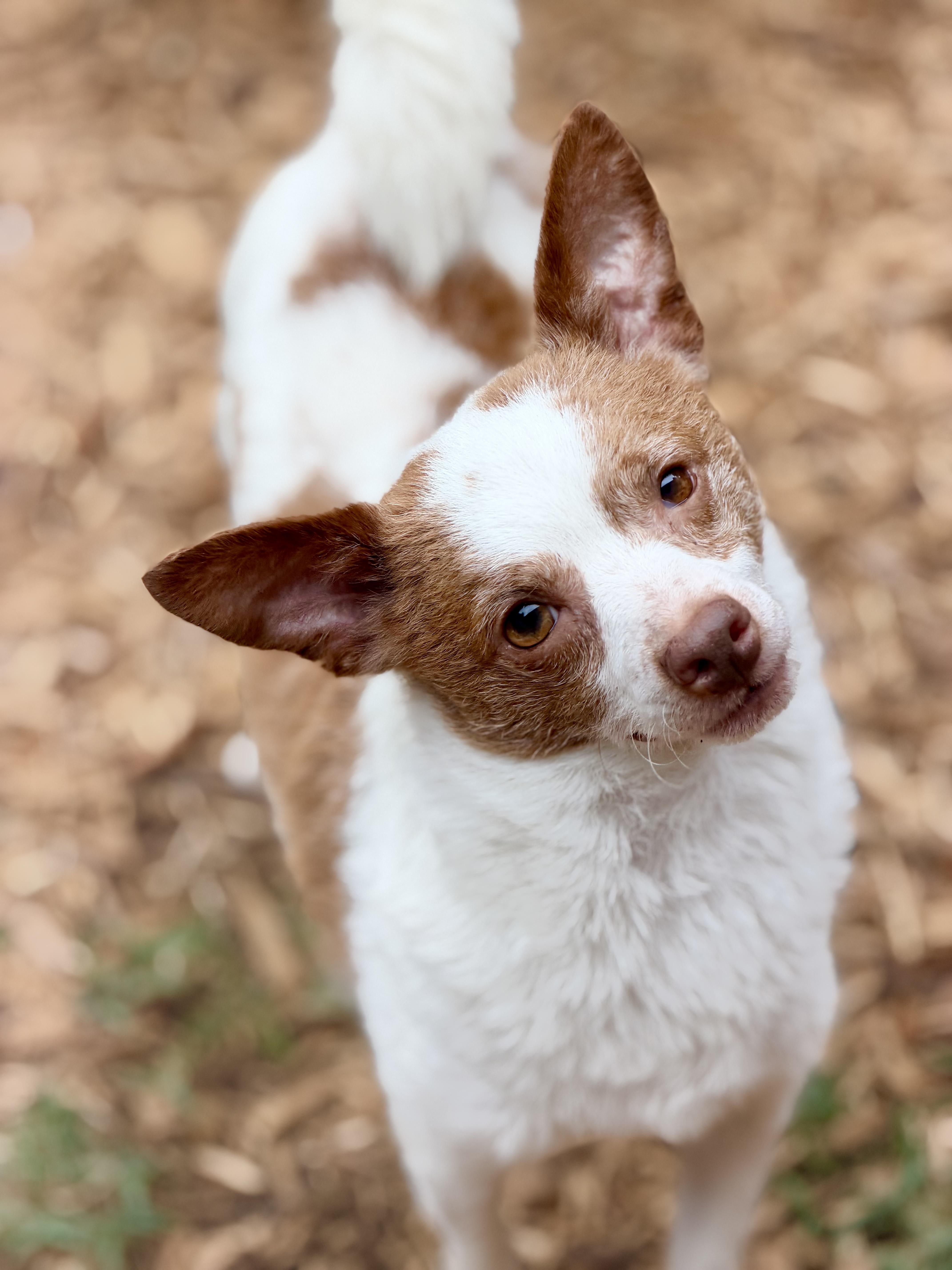 Bruce, Adoptable, Young Male Chihuahua.
