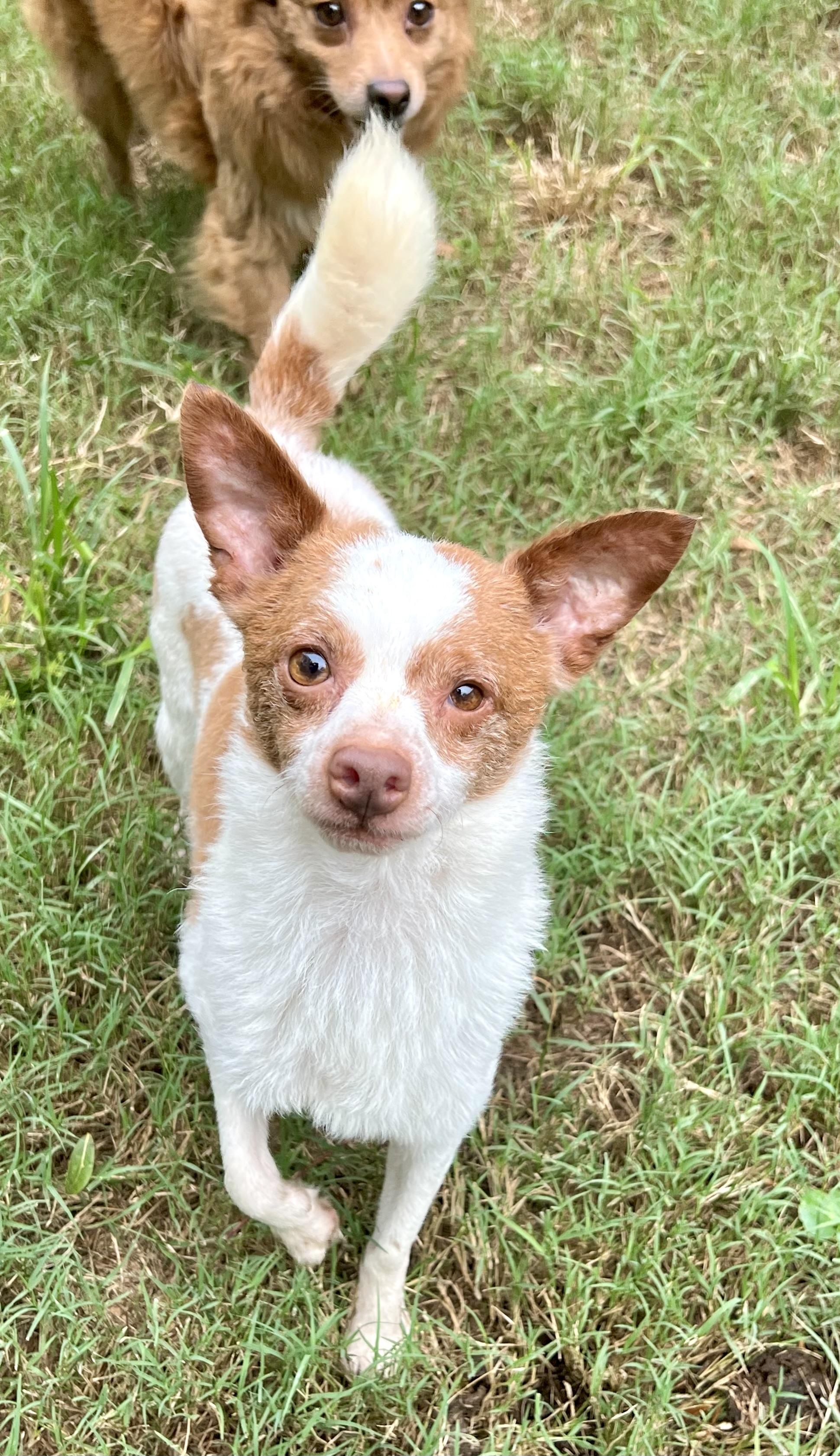 Enlarge Bruce, a Adoptable mixed breed in Mt Pleasant, SC image 6/6