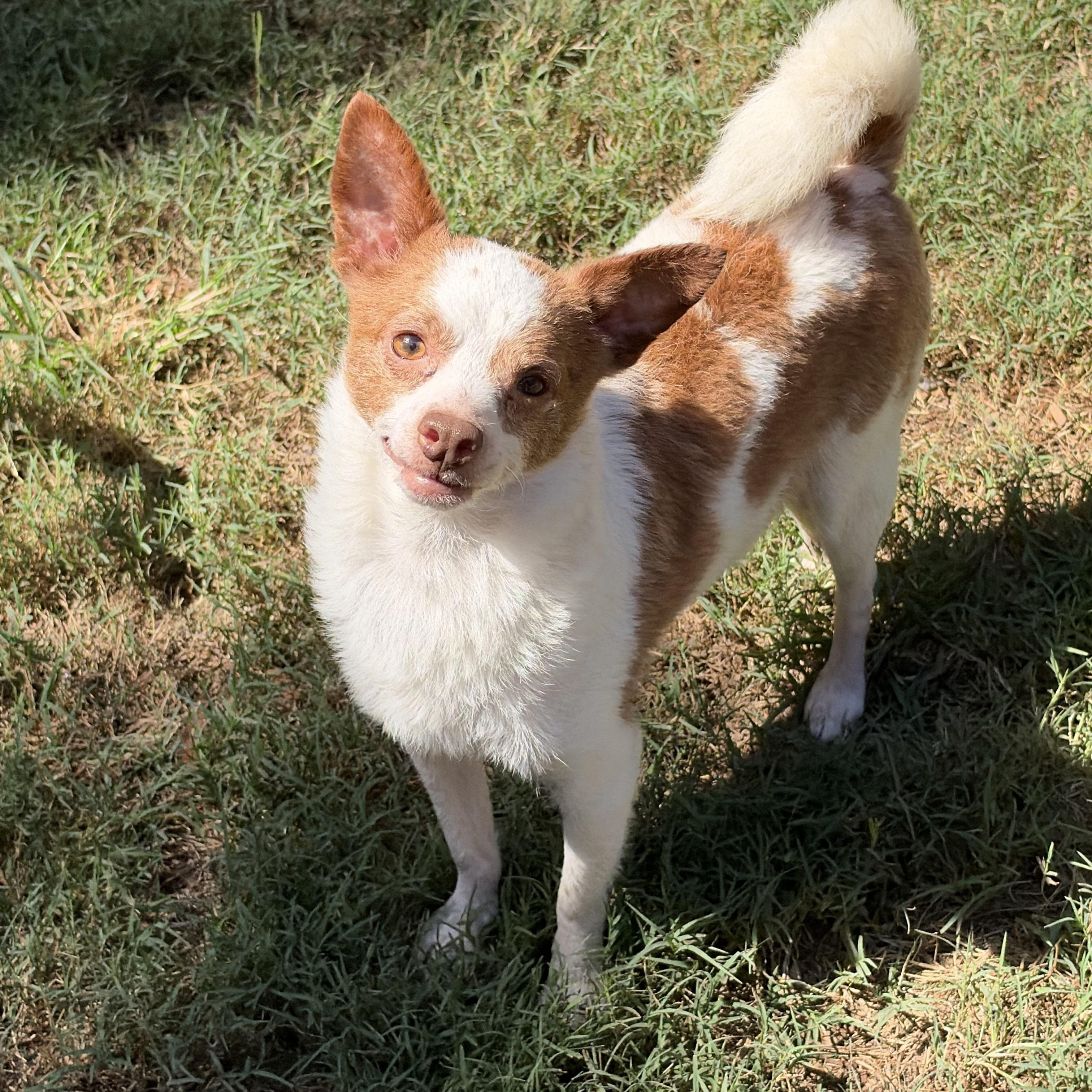Enlarge Bruce, a Adoptable mixed breed in Mt Pleasant, SC image 5/6