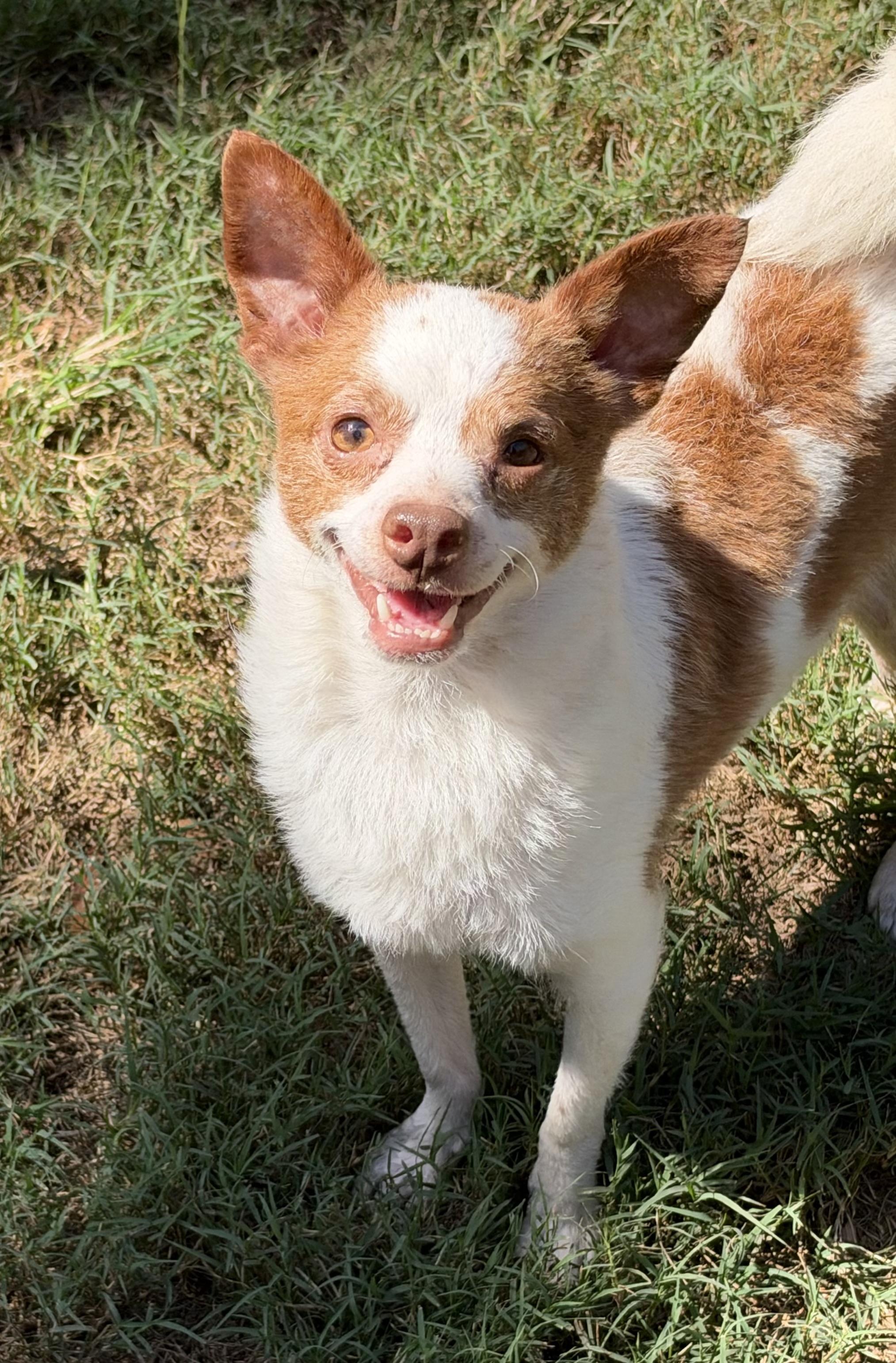 Enlarge Bruce, a Adoptable mixed breed in Mt Pleasant, SC image 3/6